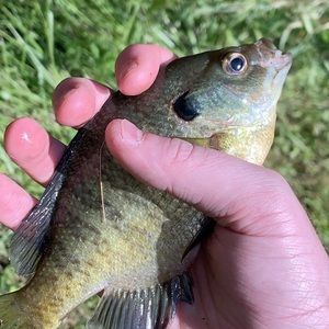 Meet your Posher, Shane